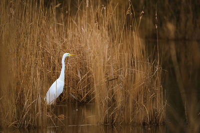 View of a bird in water