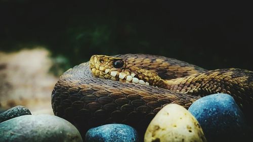 Close-up of snake on stones