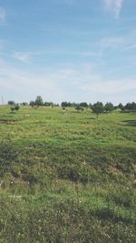 Scenic view of agricultural field against sky