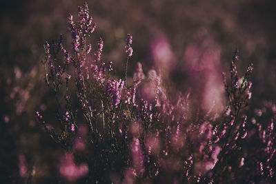 Close-up of purple plant