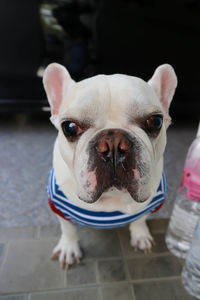 Portrait of dog at home