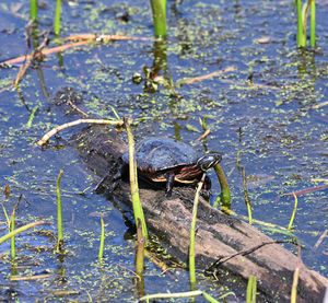 High angle view of insect on a lake