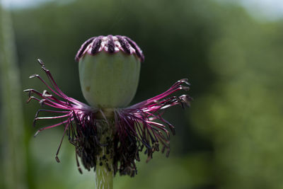 Close-up of flower against blurred background