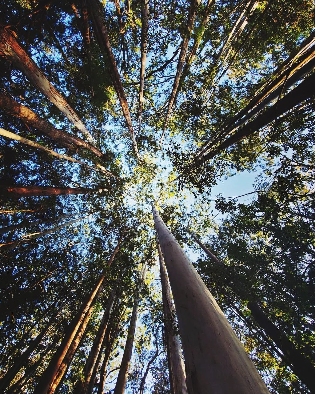 tree, plant, low angle view, growth, tree trunk, trunk, beauty in nature, nature, tall - high, forest, no people, land, day, sky, tranquility, branch, tree canopy, outdoors, directly below, sunlight, bamboo - plant