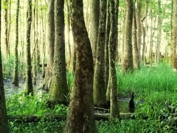 Trees in forest