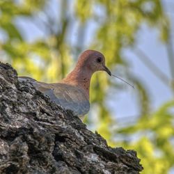 Close-up of bird perching on rock