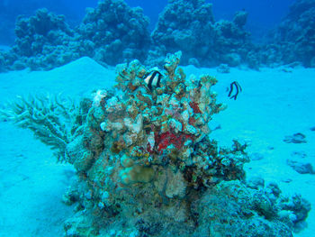 View of fish swimming underwater