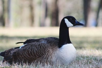 Close-up of canada goose on field