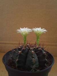 Close-up of potted plant