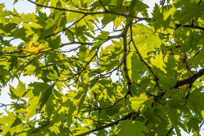 Low angle view of leaves on tree