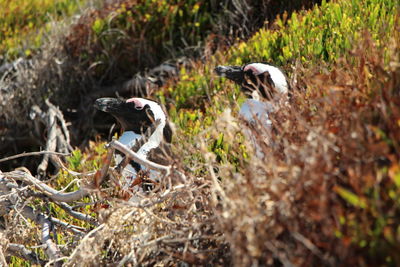 Close-up of bird