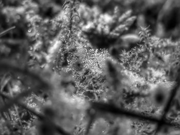 Close-up of snowflakes on plant