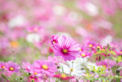 Close-up of pink cosmos flowers