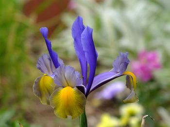 Close-up of purple flower