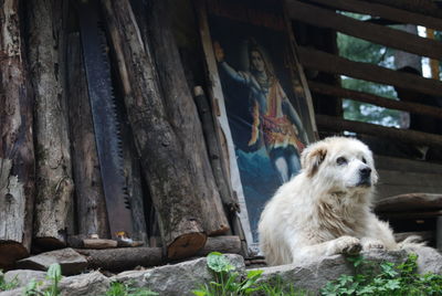 Dog looking away while sitting on wood