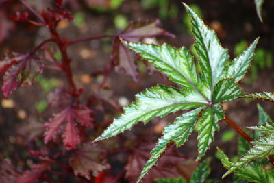 Close-up of plant