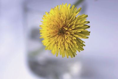 Close-up of yellow flowers