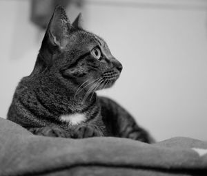 Close-up of a cat looking away