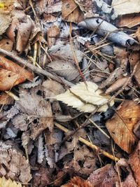 Full frame shot of leaves