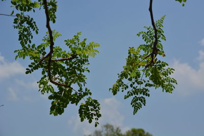 Low angle view of tree against sky