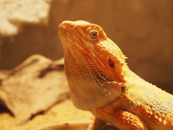 Close-up of a lizard