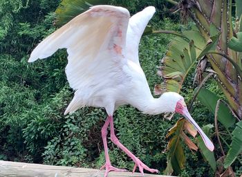 White bird flying over plants