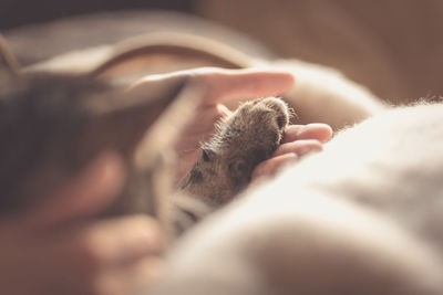 Close-up of cat sleeping