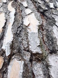 Full frame shot of tree trunk