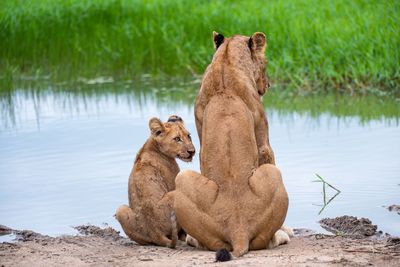 Lioness sitting at lakeshore