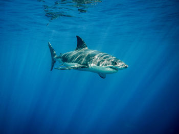 Close-up of shark swimming in sea