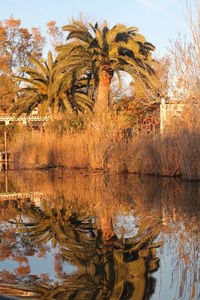 Reflection of palm trees in lake against sky