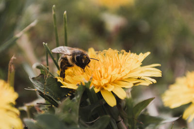 Close-up of bee on yellow flower