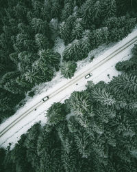 High angle view of street and pine trees during winter