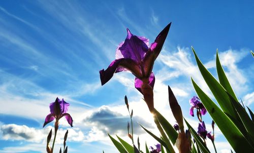 Low angle view of pink flowers against blue sky