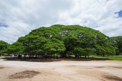 Trees and plants on land against sky