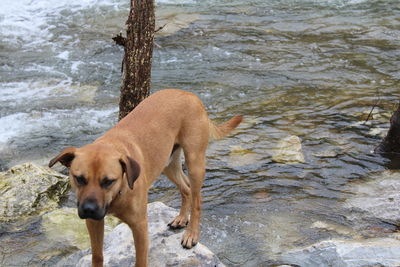 Dog standing on rock by river