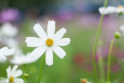 Close-up of white daisy flower