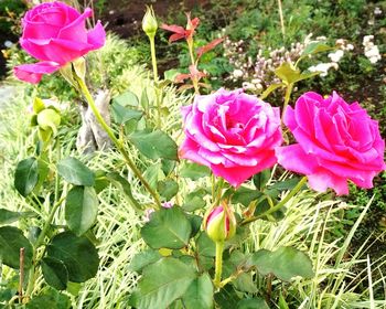 Close-up of pink roses