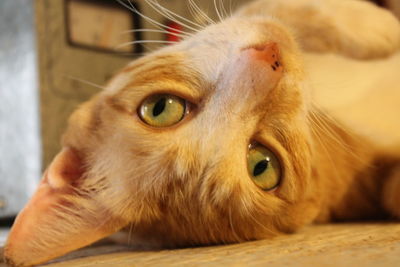 Close-up portrait of cat