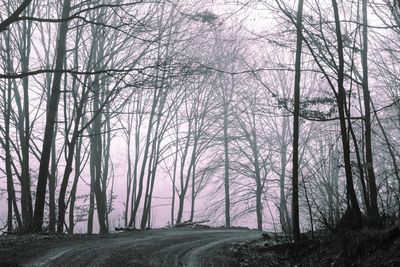 Bare trees in forest during winter