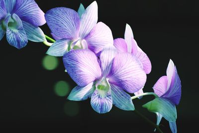 Close-up of pink flowering plant against black background