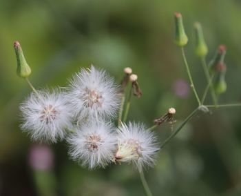 Close-up of insect on flower