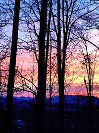 Bare trees at sunset
