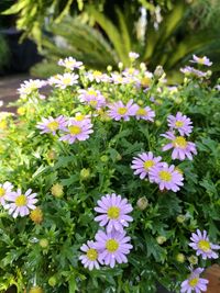 Close-up of flowers blooming in park