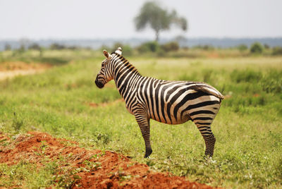 Zebra standing on field