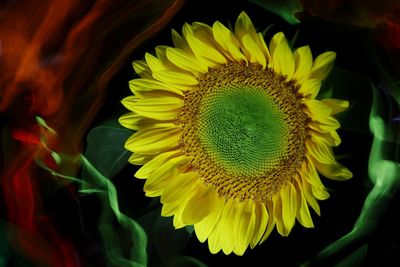 Close-up of sunflower on plant