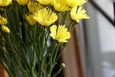 Close-up of yellow flowers blooming outdoors