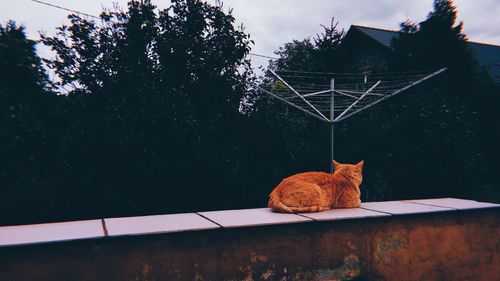 Cat sitting on a table