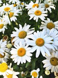 Close-up of white daisy blooming outdoors