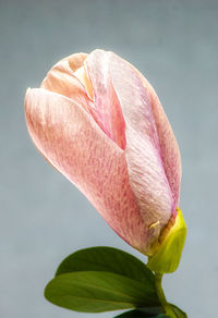 Close-up of pink lotus water lily blooming outdoors